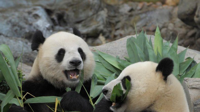 Hong Kong espera el nacimiento de su primer bebé panda
