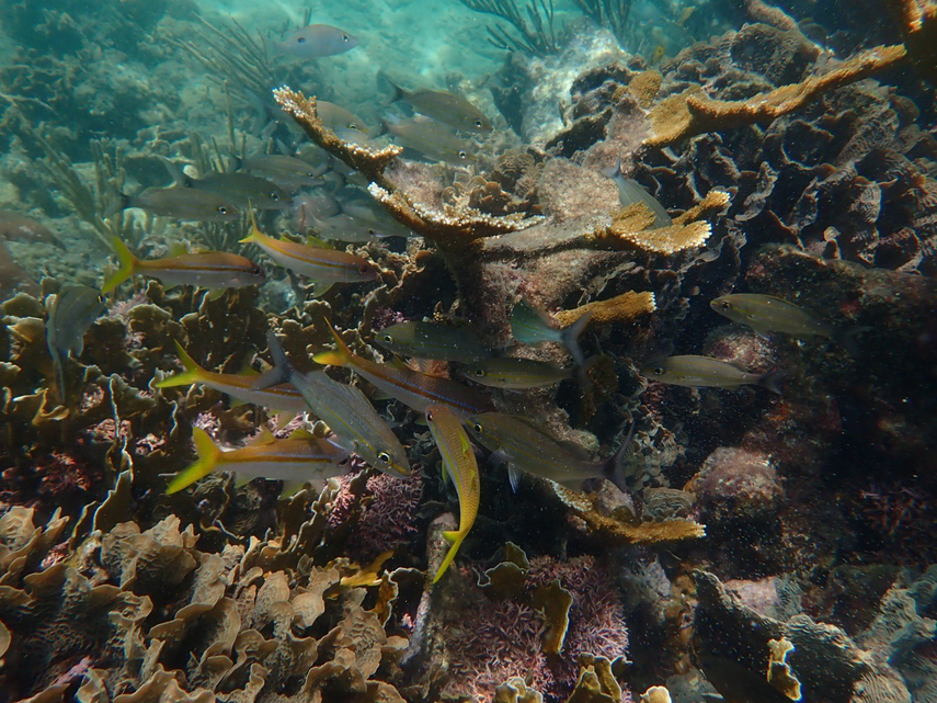 Corales y pastos marinos en Cayos de Zapatilla en Bocas del Toro.&nbsp;