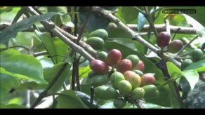 Café que se produce en tierras chiricanas acapara atención internacional