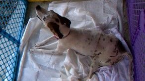 Rescatistas piden a las autoridades aumentar las penas por maltrato animal
