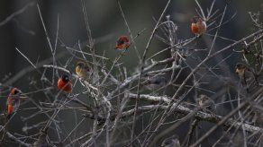 Esfuerzos titánicos para salvar ave diminuta en Venezuela