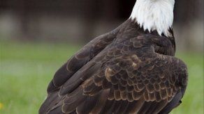 La emblemática águila calva estadounidense levanta el vuelo
