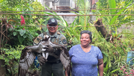 Policía Nacional rescató un águila pescadora Policía Nacional rescató un águila pescadora