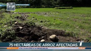 Cosecha de arroz afectada por crecida del río David