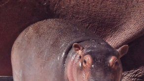 Nace en Rabat el primer hipopótamo concebido en cautividad en Marruecos