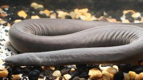 Mediante pruebas de ADN se supo que era un Typhlonectes natans, perteneciente a la familia de los Caecilians y cuyo hábitat natural es el río Cauca, en Colombia, y el lago Maracaibo, en Venezuela.