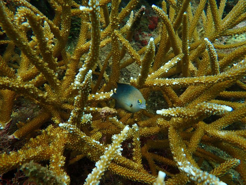 Damisela de Tres Manchas (Stegastes planifrons), en un bosque de coral caribeño. Damisela de Tres Manchas (Stegastes planifrons), en un bosque de coral caribeño.