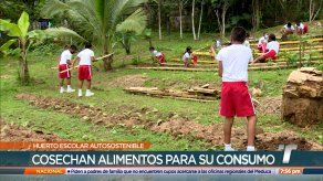Escuela en Capira desarrolla un proyecto autosostenible que les permite alimentarse