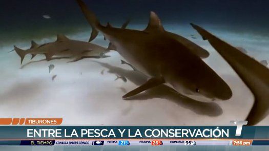 Tiburones: Entre la pesca y la conservación