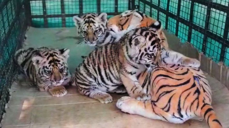 Una mamá de juguete para cachorros de tigre en India