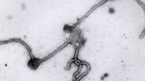 Aceleran las pruebas de una nueva vacuna contra el ébola