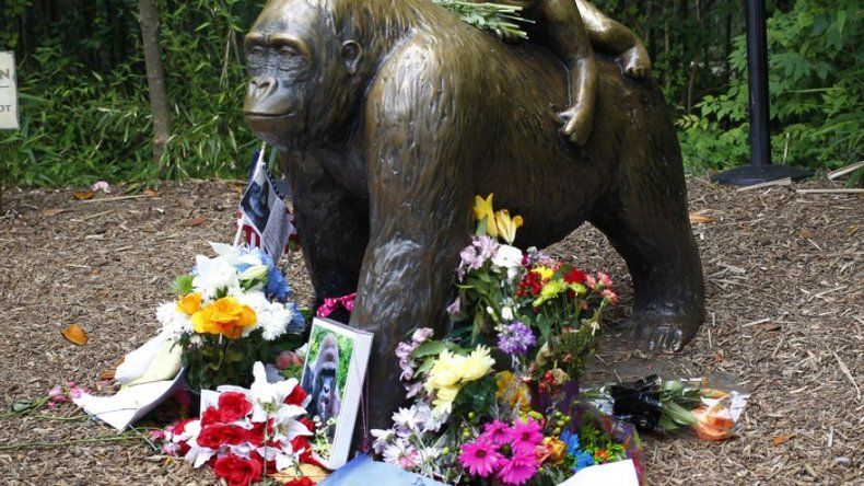 Zoológico se reincorpora a Twitter tras controversia por muerte de gorila Harambe