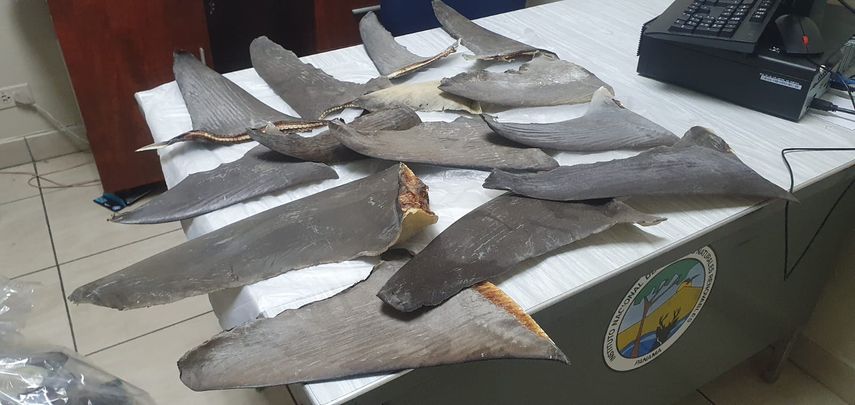 Aletas de tiburón decomisadas.