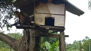 MiAmbiente rescató un mono araña colorado. MiAmbiente rescató un mono araña colorado.