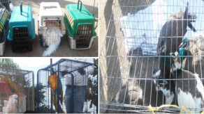 Decomisan aves exóticas en rancho ligado a El Chapo Guzmán