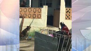 Municipio de San Miguelito contará con departamento de Bienestar Animal