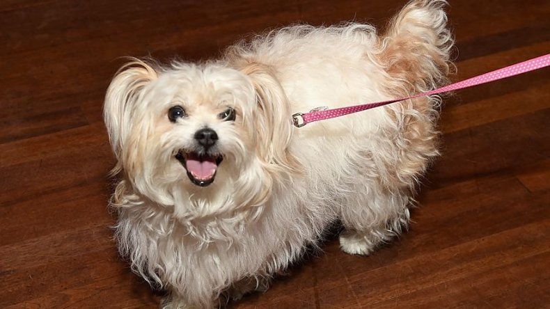 Alcaldía deroga decreto relacionado al pago de impuestos por mascotas