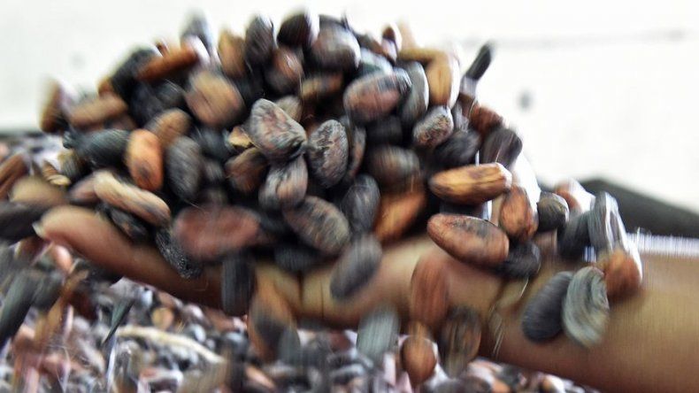 Cacao puro que se inhala, la nueva moda entre los jóvenes en EE.UU.