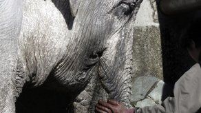 Zoo de Tokio mejorará la situación de elefanta del parque