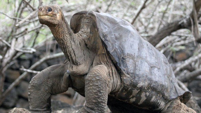 Ecuador declara bien patrimonial a George, tortuga emblemática de Galápagos