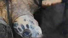 En un video que circula en redes sociales se observa el maltrato de una tortuga. En un video que circula en redes sociales se observa el maltrato de una tortuga.