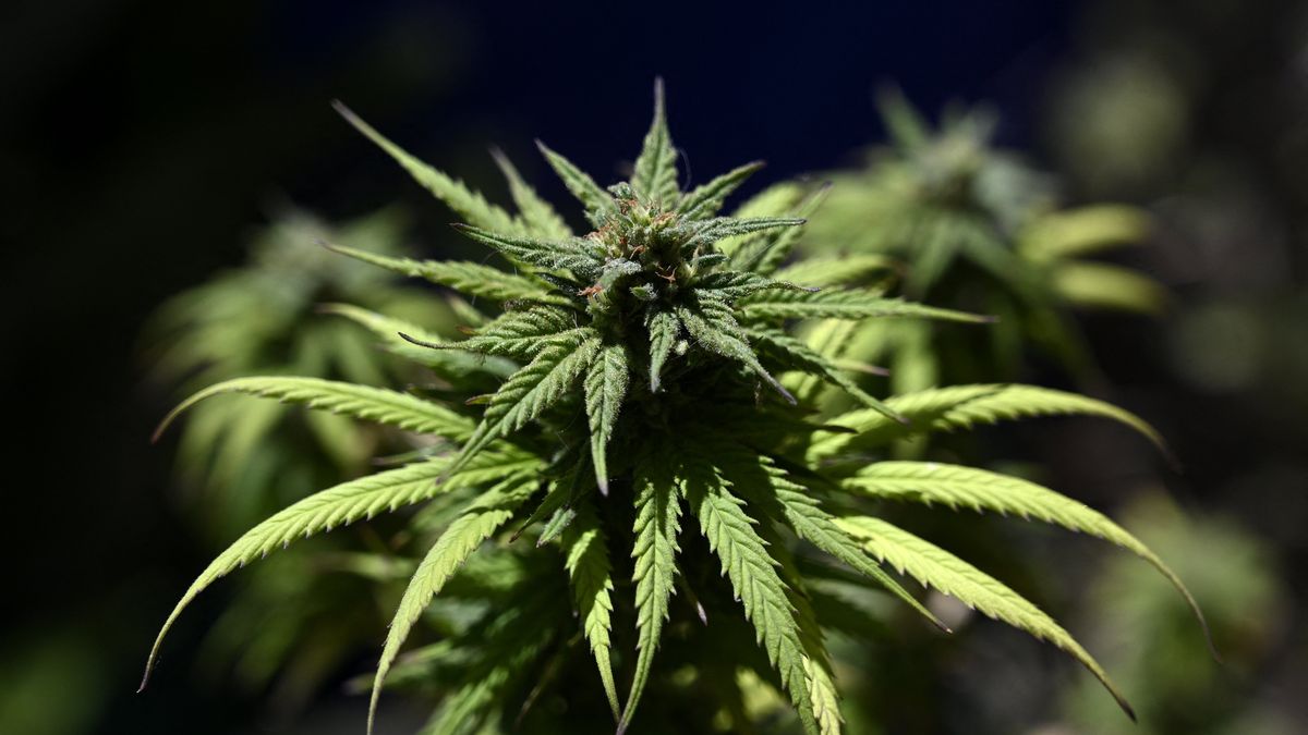 El cannabis sigue siendo la sustancia más consumida.