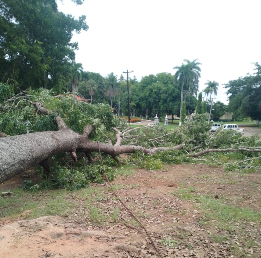 Caída de árbol en Herrera provoca interrupción de energía. Naturgy