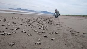 Reubican 24 nidos de tortugas marinas y liberan más de 600 neonatos en Colón Reubican 24 nidos de tortugas marinas y liberan más de 600 neonatos en Colón