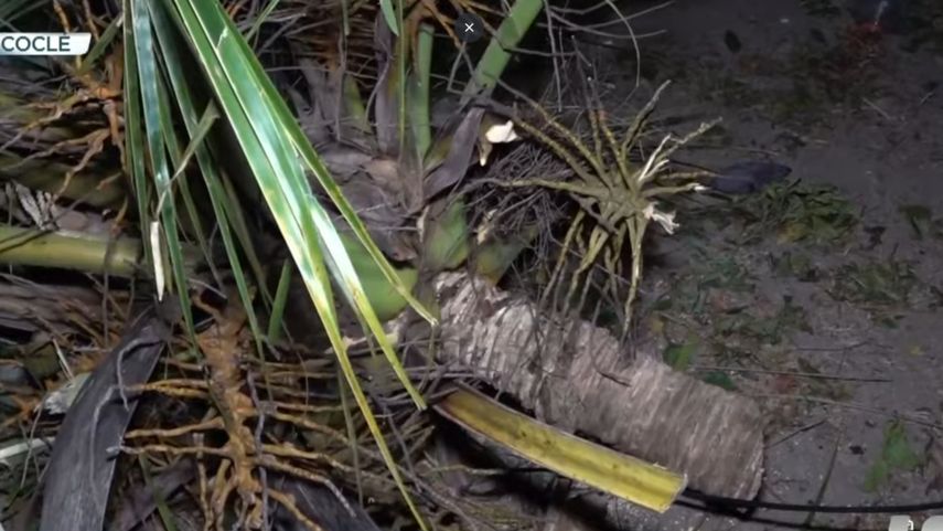 Fallece adulta mayor tras caerle una palmera debido a los fuertes vientos.