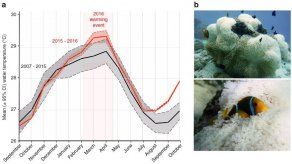 Estresado por el blanqueamiento de su anémona