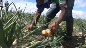 Precio de la cebolla disminuirá desde este jueves, ministro Valderrama Precio de la cebolla disminuirá desde este jueves, ministro Valderrama