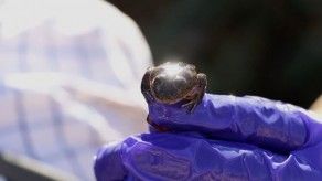Zoológico de Chile rescata últimas ranas del Loa para evitar su extinción