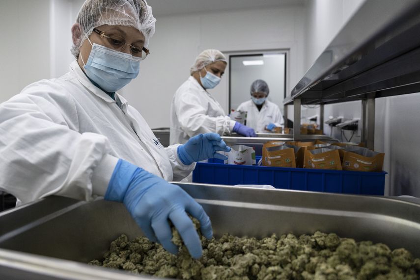 El consumo de marihuana medicinal en Israel creció a 43 toneladas métricas el año pasado.