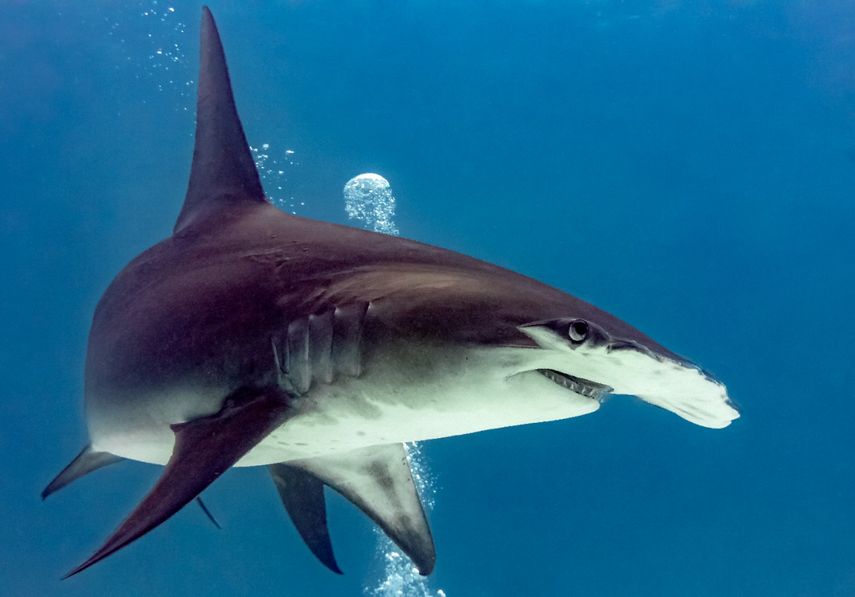 Panamá prohíbe explotación comercial de tiburones