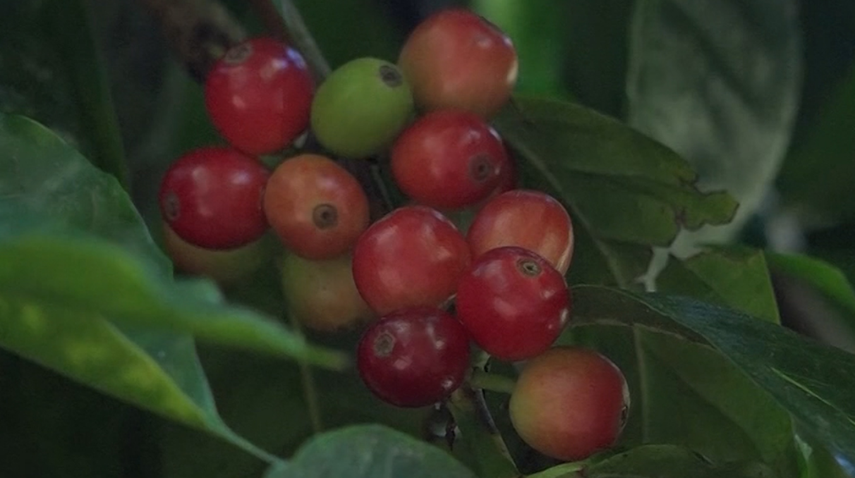 Los pequeños y medianos productores son algunos de los beneficiarios de esta ley para promover la producción de café.