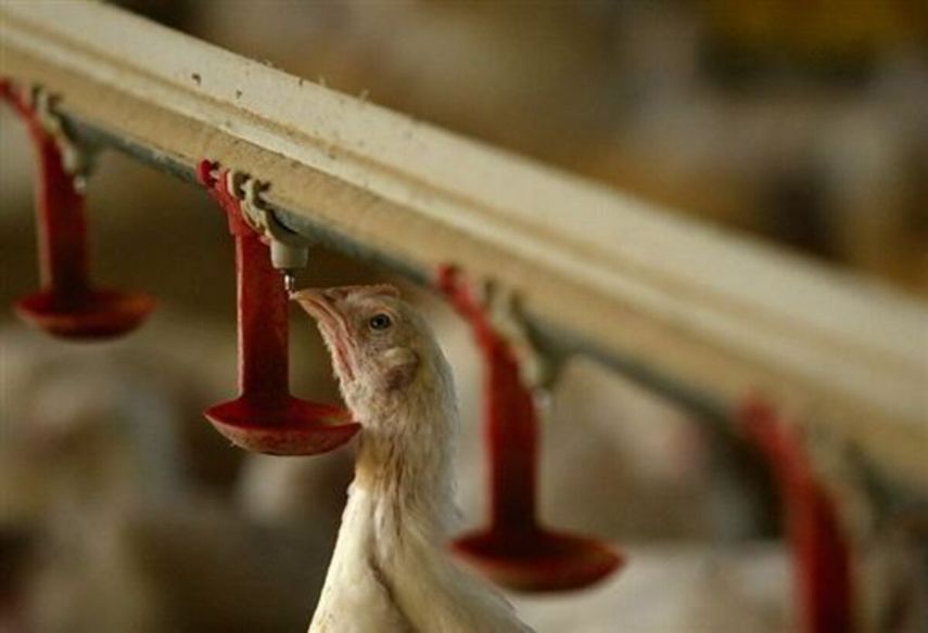 El estado de Iowa es el principal productor de huevos del país