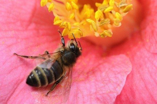Las abejas también tienen personalidad