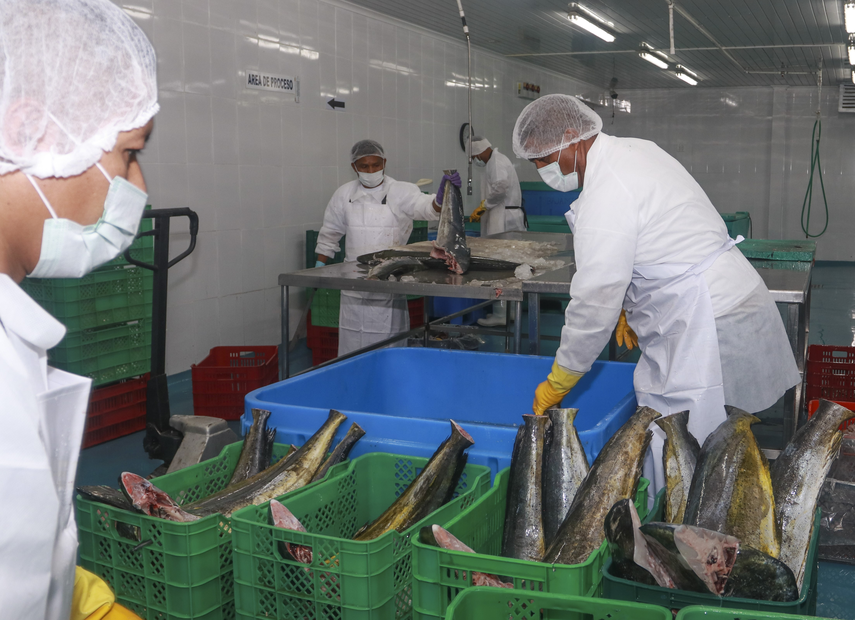 Exportaciones de pescado Exportaciones de pescado 