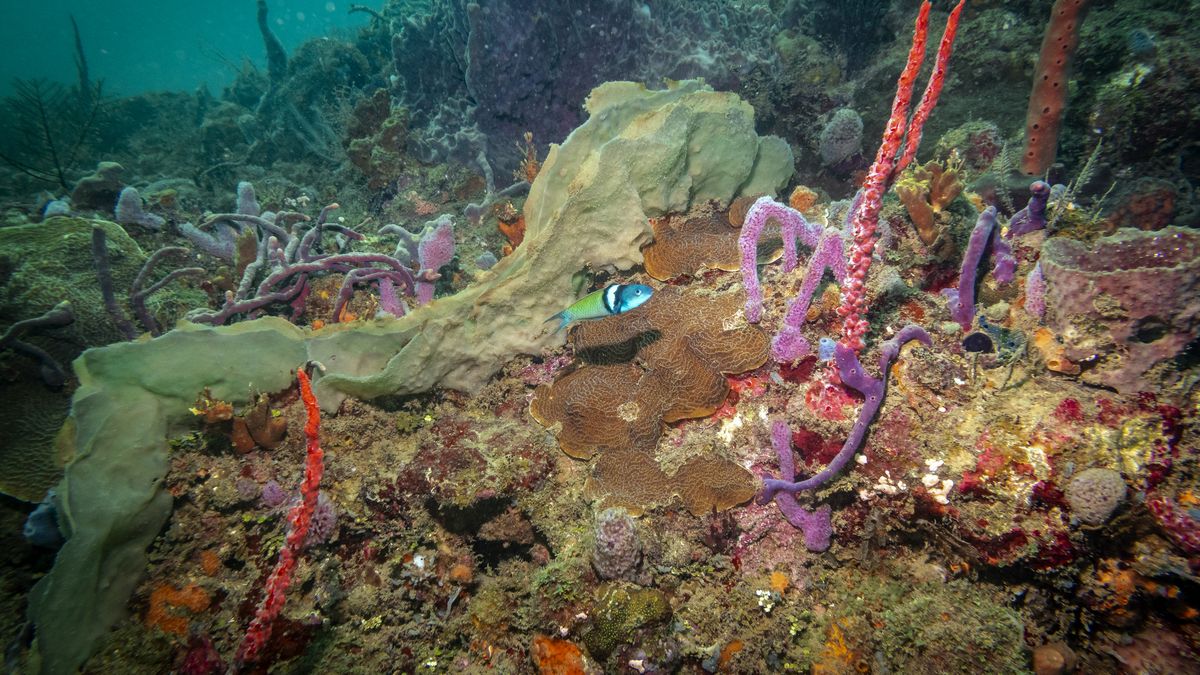Se crea en Panamá una corriente de amistad marina para salvar a los corales