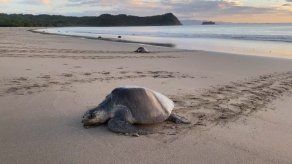 Nicaragua: Desove masivo de tortugas marinas en las costas
