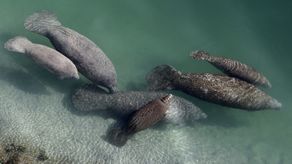 El cambio que dejó a estos mamíferos marinos únicamente como especie amenazada.