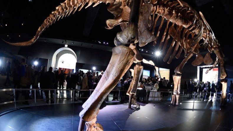 Bautizan a una nueva especie de dinosaurio, el Patagotitan mayorum