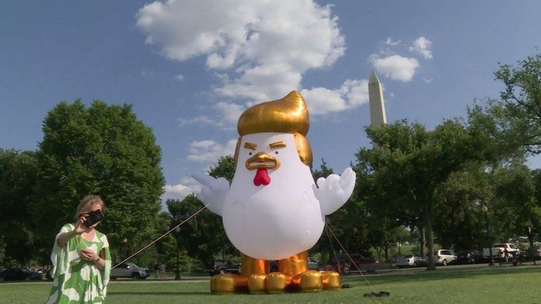 Aparece gallo inflable imitando a Trump ante Casa Blanca