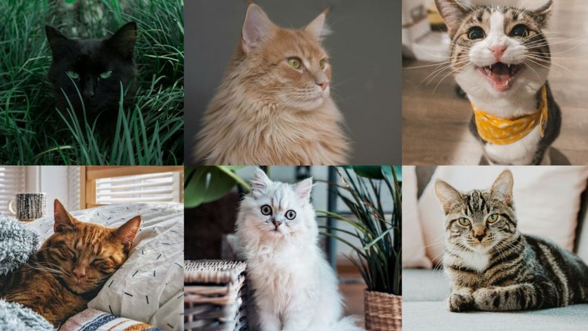 ¡Feliz Día del Gato!&nbsp;