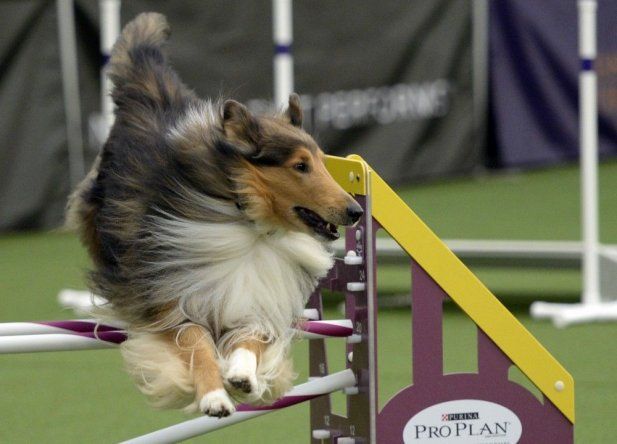 Perros muestran sus habilidades en concurso