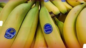 Chiquita Panamá reanudará exportación entre diciembre