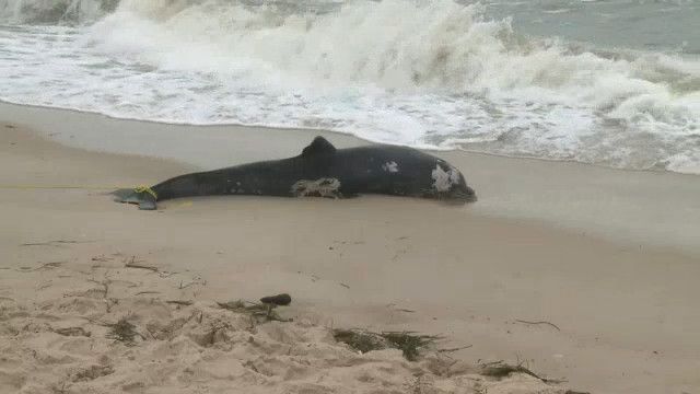 Video: Delfines mueren sin explicación en costa este de EEUU