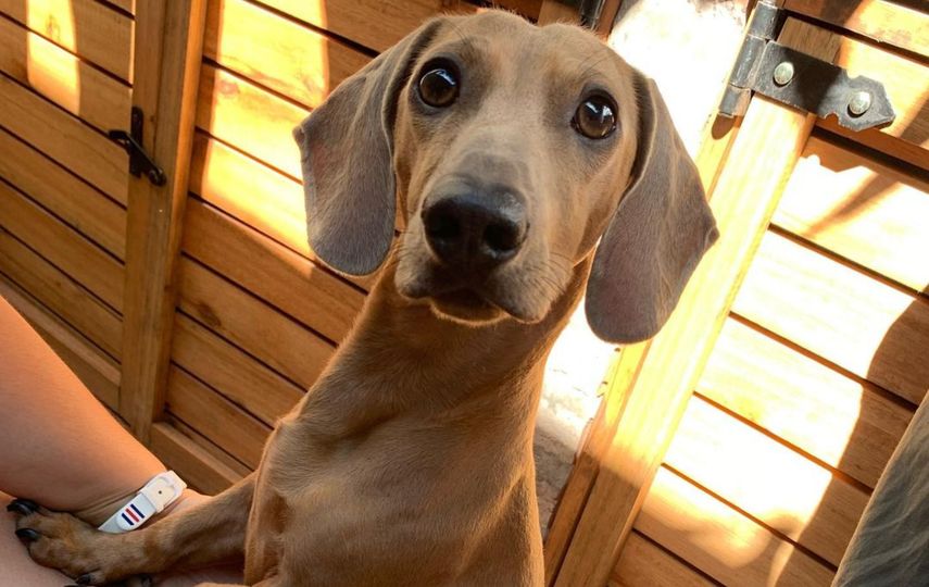 Las mascotas para combatir el estrés y el sobrepeso