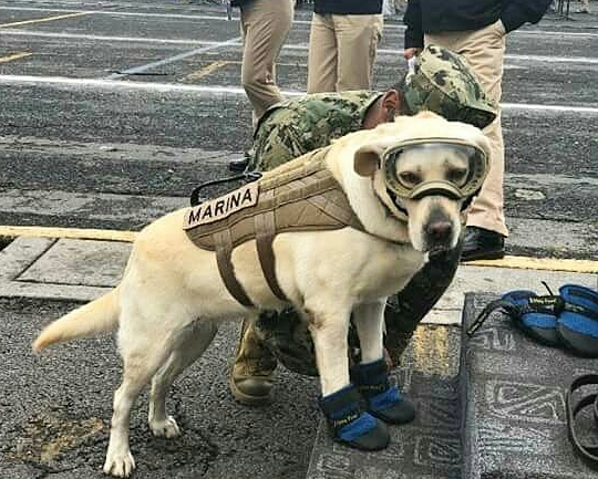 Frida, la heroína de cuatro patas