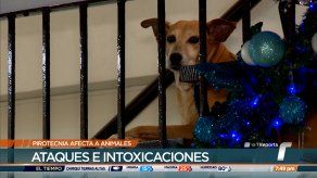 TR Verde: Cuidados de las mascotas en fiestas de fin de año